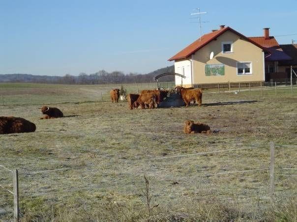 ZRNJE IN SEMENA, DOMAČE MESO, OLJA, KIS, NARAVNI SOKOVI, VLOŽENA ZELENJAVA, EKOLOŠKA KMETIJA RENGEO,