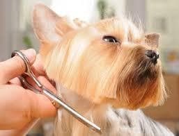TOP D.O.G., SALON ZA NEGO PSOV, TINA KURUC, LESCE