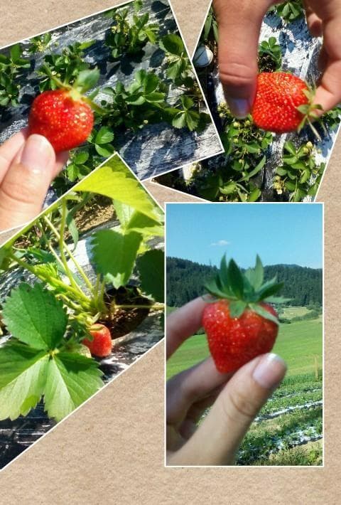 KMETIJA KREVH, PODGORJE PRI SLOVENJ GRADCU
