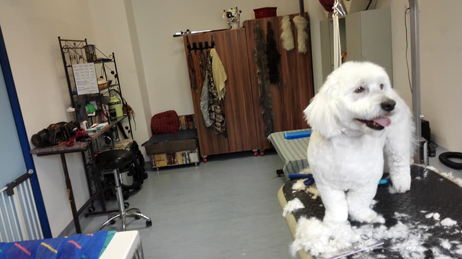 PASJI SALON TRBOVLJE | PASJI FRIZER