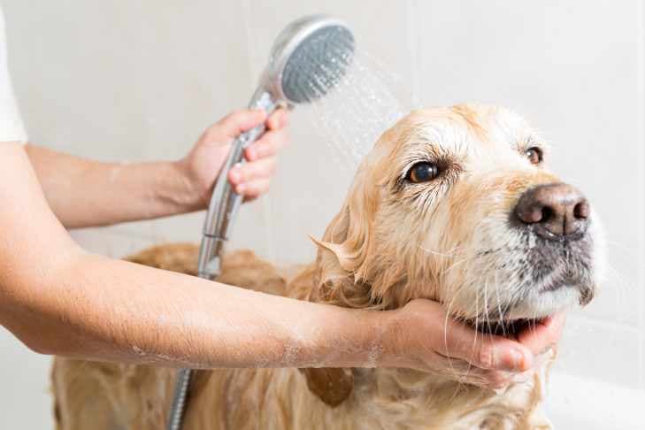 PASJI SALON LJUBLJANA - PASJI FRIZER - PASJE STRIŽENJE - STRIŽENJE KREMPLJEV - ČESANJE - KOPANJE,...