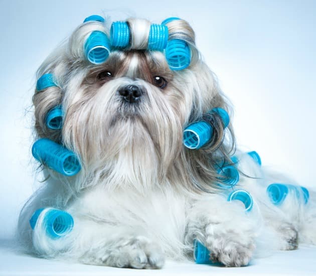 PASJI SALON LJUBLJANA - PASJI FRIZER - PASJE STRIŽENJE - STRIŽENJE KREMPLJEV - ČESANJE - KOPANJE,...