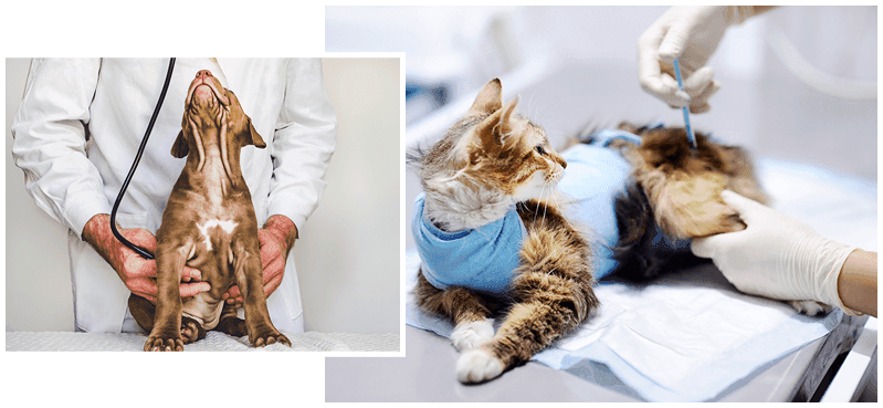 VETERINA, INTERNA MEDICINA, ULTRAZVOK ZA ŽIVALI, RENTGEN, DERMATOLOGIJA, LOGATEC