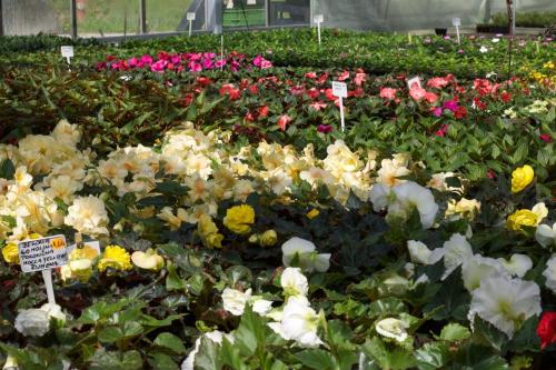 VZGOJA IN PRODAJA SADIK, OKRASNIH SADIK, ZELENJAVE, UREJANJE OKOLJA, ROGAŠKA SLATINA, DOLENJSKA