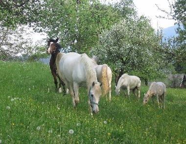 Izdelava, popravilo, restavriranje Kočij