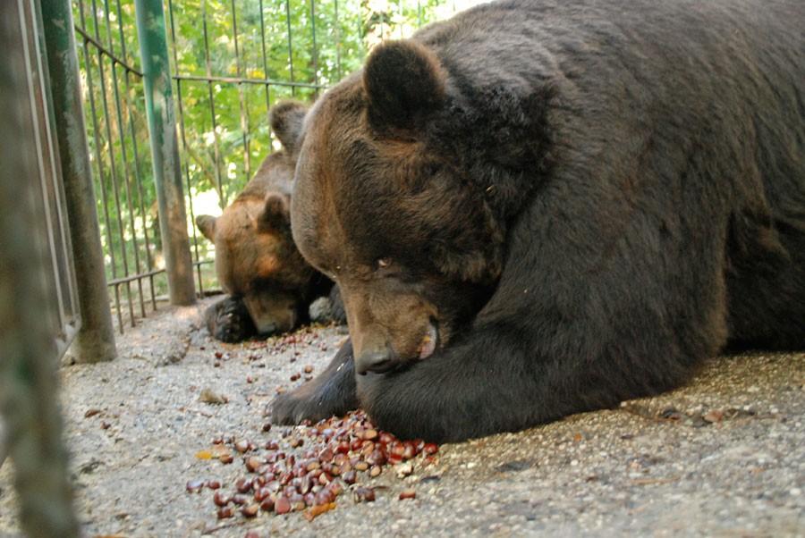 Zoo Rozman Horjul Zivalski vrt