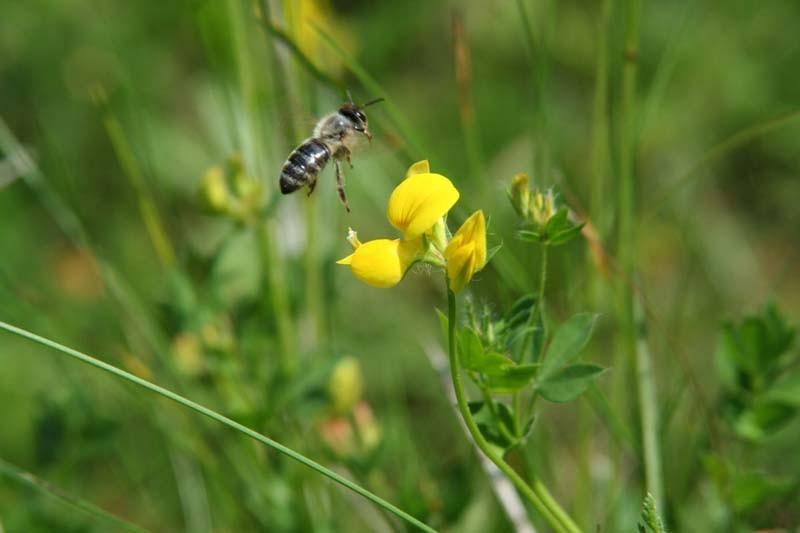 SVEŽI MATIČNI MLEČEK, CVETNI PRAH, PROPOLIS, ČEBELJI VOSEK, PRODAJA MEDU LESCE, ČEBELARSTVO KOZINC18