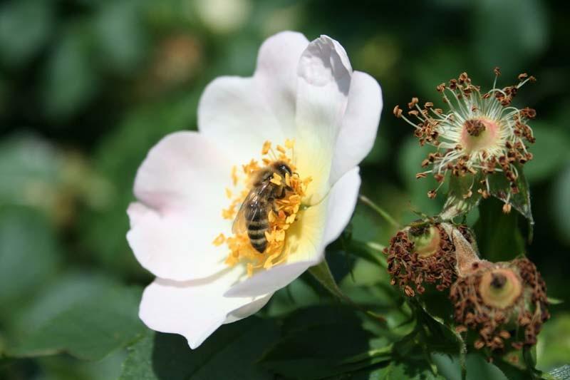 SVEŽI MATIČNI MLEČEK, CVETNI PRAH, PROPOLIS, ČEBELJI VOSEK, PRODAJA MEDU LESCE, ČEBELARSTVO KOZINC19