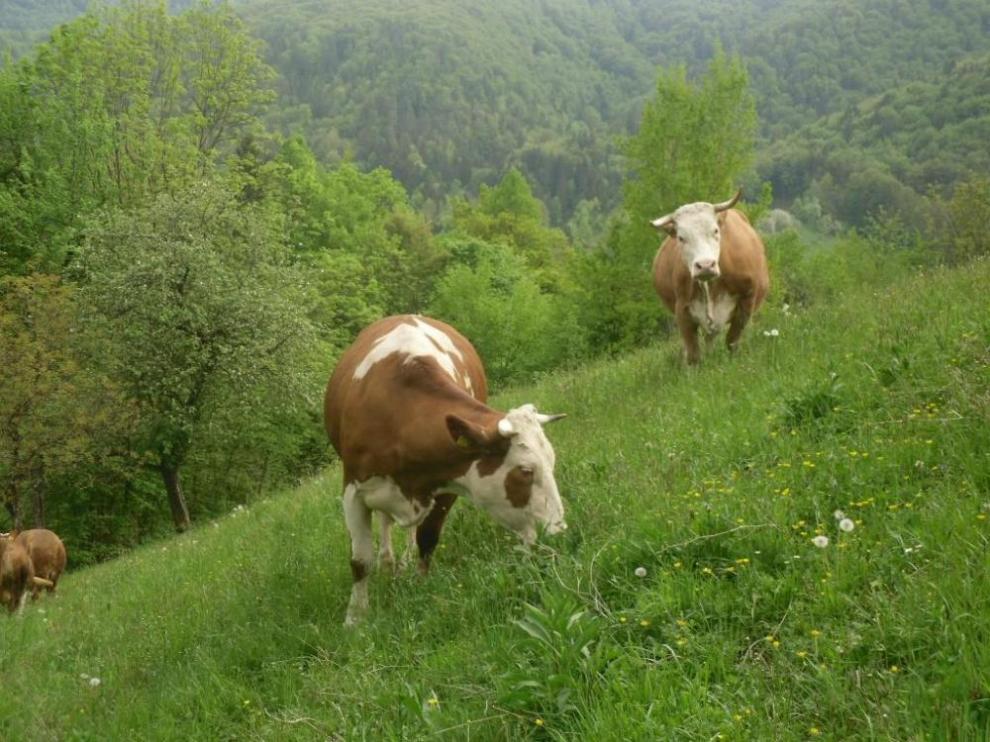 Apartmaji Kamnik Hribar