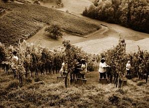 Sauvignon-Chardonnay-Renski rizling- Alter- Modri pinot- Kerner & Renski rizling- Rumeni muškat