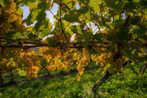 TURISTIČNA KMETIJA HALOZE |DOMAČIJA VINSKE KRALJICE SLOVENIJE