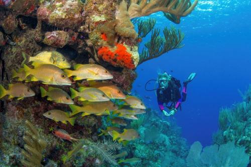 SERVIS POTAPLJAŠKE OPREME, BOŠTJAN TURK S.P., VRHNIKA