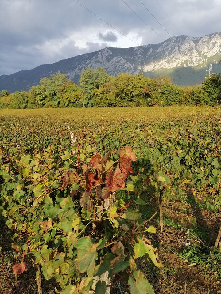 Degustacija vin v vinski kleti Vipavska Dolina