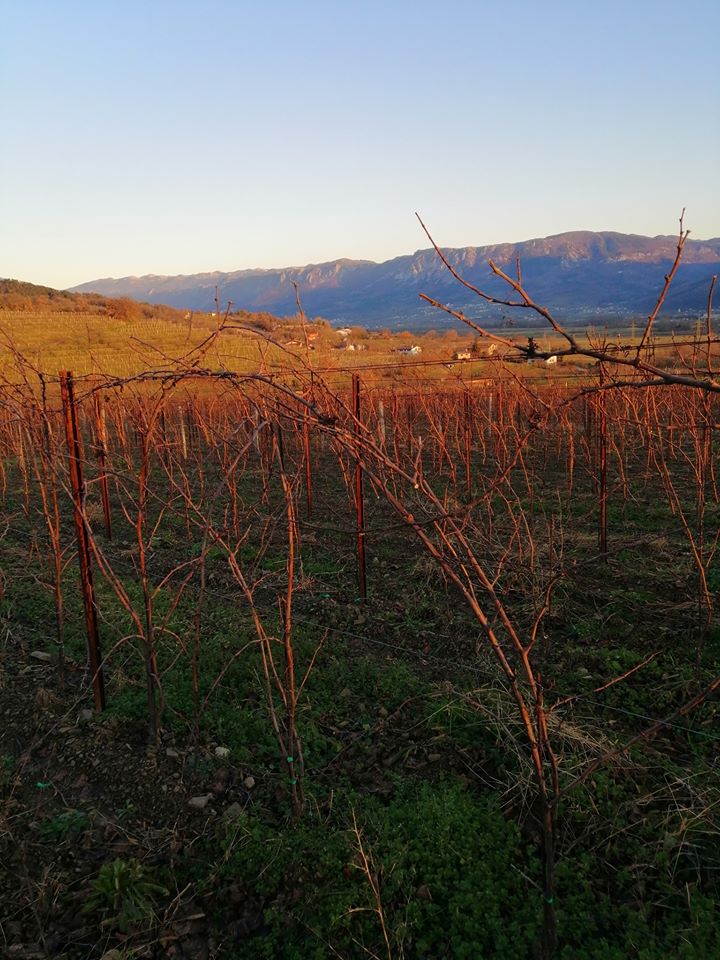 Degustacija vin v vinski kleti Vipavska Dolina