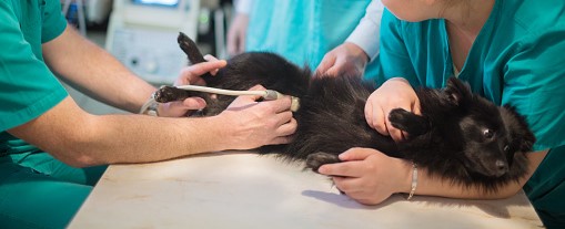 VETERINA, INTERNA MEDICINA, ULTRAZVOK ZA ŽIVALI, RENTGEN, DERMATOLOGIJA, LOGATEC