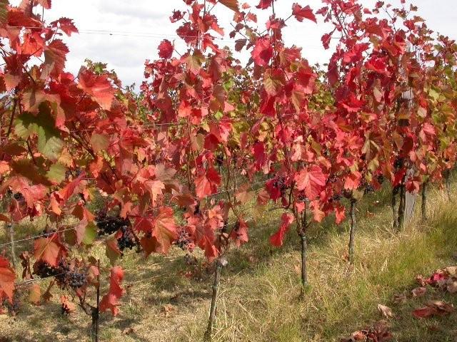 REFOŠK, MALVAZIJA IN ROSE, CABERNET SAUVIGNON, VINOGRADNIŠTVO VINARSTVO ČERNE, ANKARAN 3