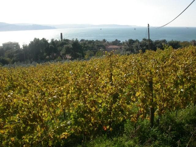 REFOŠK, MALVAZIJA IN ROSE, CABERNET SAUVIGNON, VINOGRADNIŠTVO VINARSTVO ČERNE, ANKARAN 1