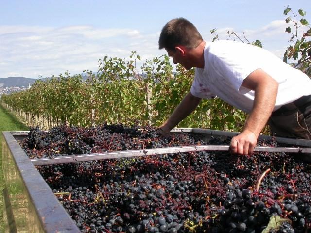 REFOŠK, MALVAZIJA IN ROSE, CABERNET SAUVIGNON, VINOGRADNIŠTVO VINARSTVO ČERNE, ANKARAN 5