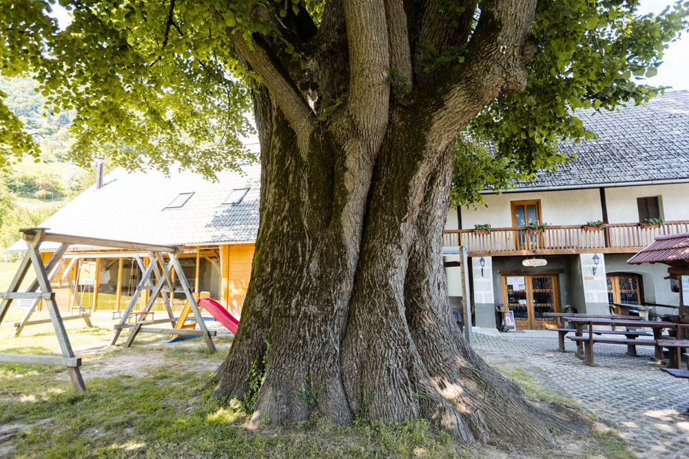 Gostilna Semič, Pod staro lipo