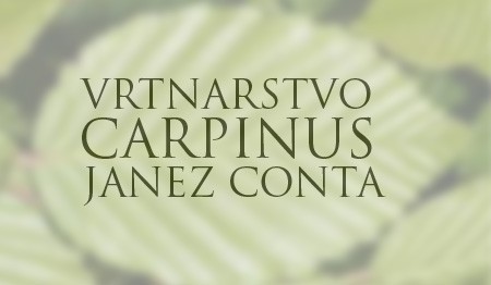 VRTNARSTVO CARPINUS, CERKLJE OB KRKI